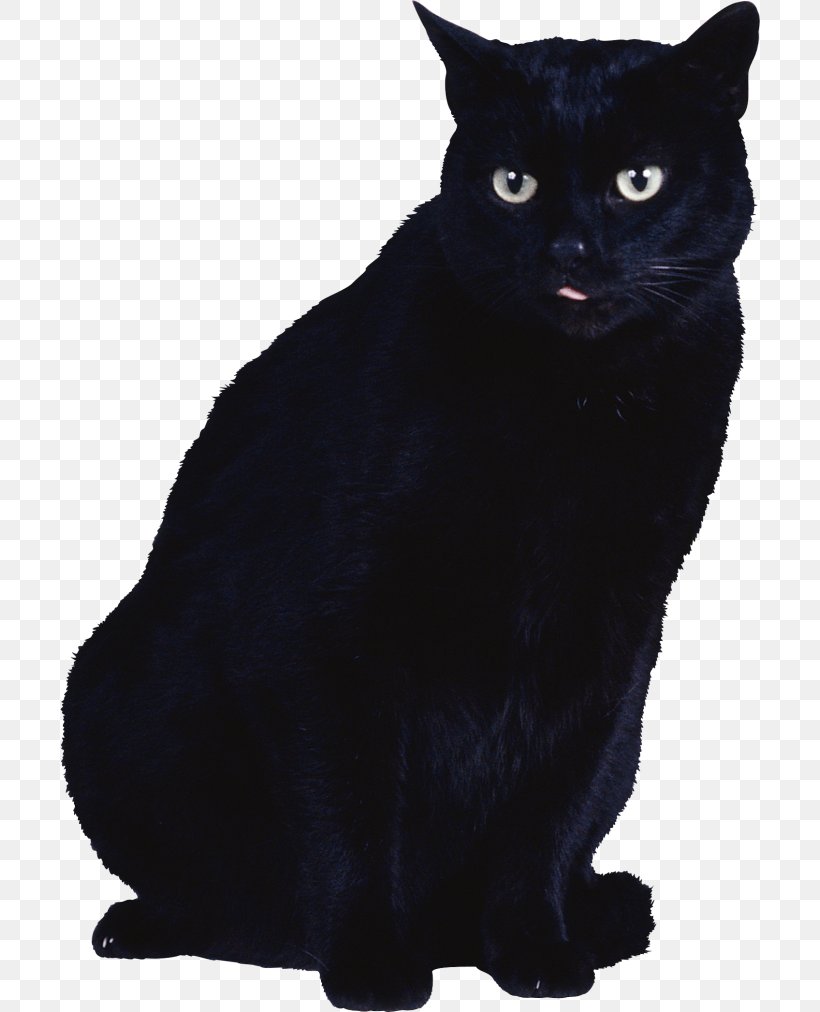 Black Cat Kitten, PNG, 700x1012px, Cat, Animal, Asian, Black, Black And White Download Free