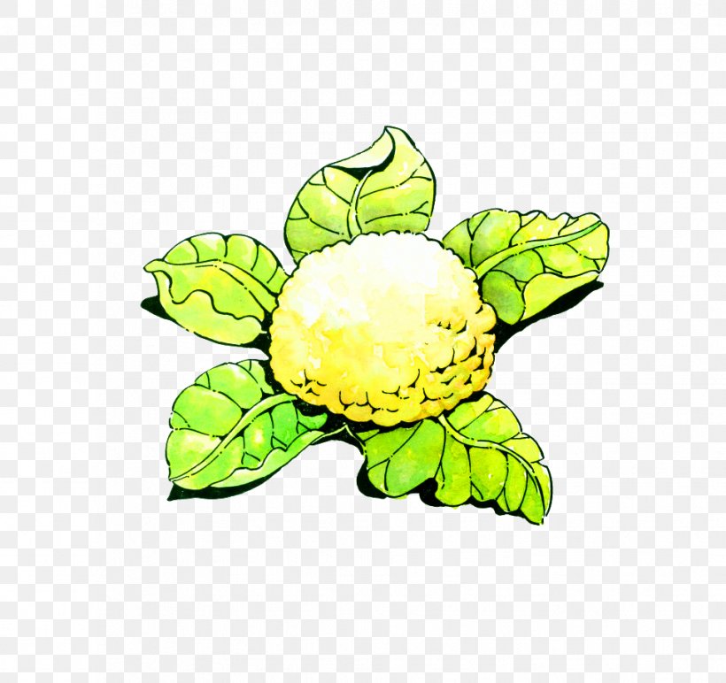 Cartoon Cauliflower Vegetable Illustration, PNG, 967x911px, Cartoon, Cauliflower, Comics, Flower, Flowering Plant Download Free