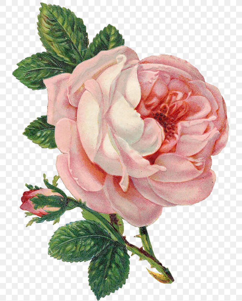 Floral Flower Background, PNG, 741x1021px, Rose, Artificial Flower, Blanket, Botany, Cafepress Download Free