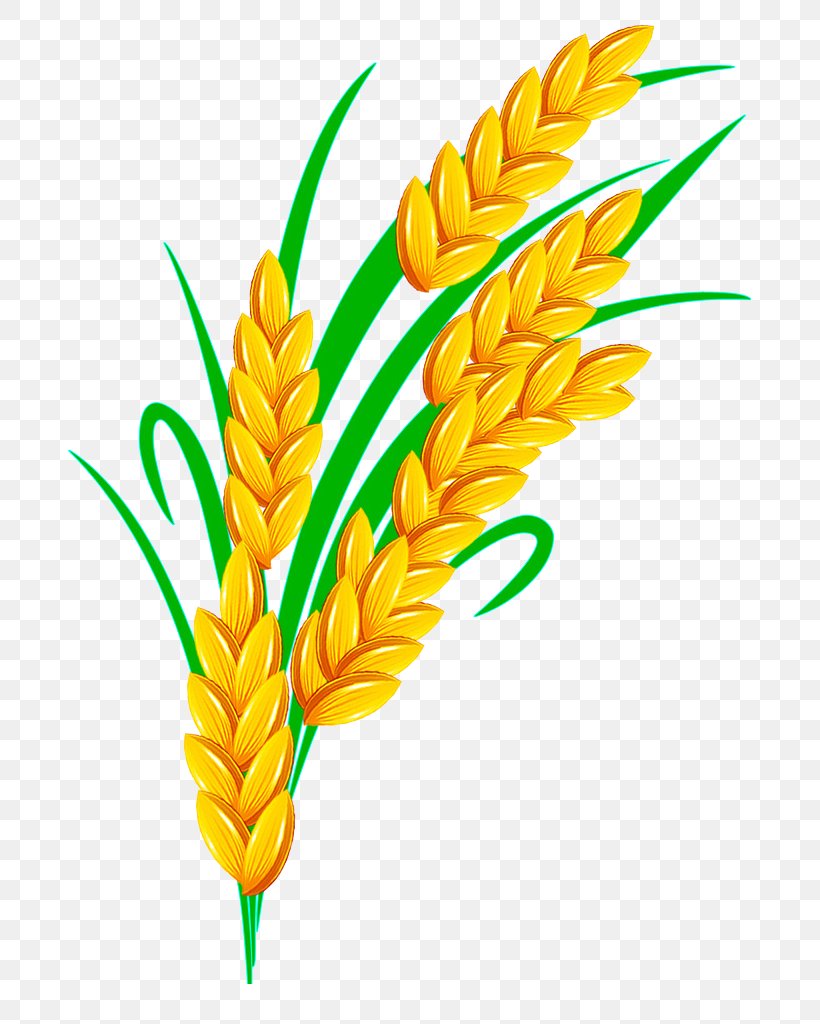 Rice Euclidean Vector, PNG, 717x1024px, Rice, Commodity, Corn On The Cob, Flower, Flowering Plant Download Free