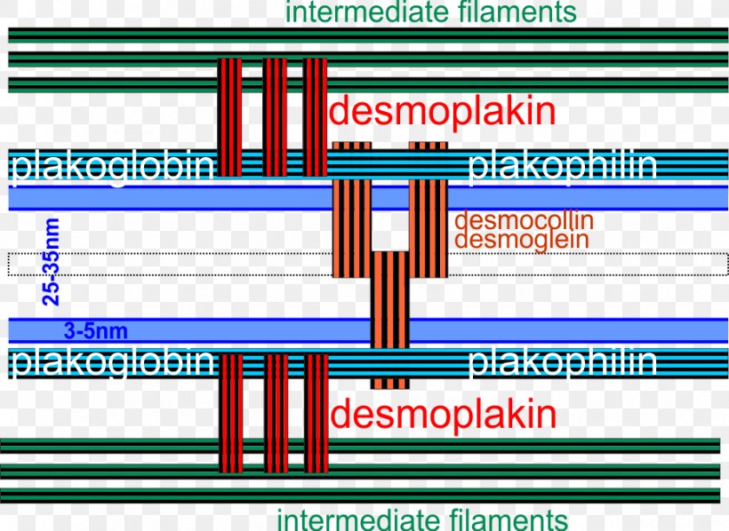 Desmosome Desmocollin Desmoglein Diagram Cadherin, PNG, 931x679px, Desmosome, Area, Cadherin, Color, Diagram Download Free