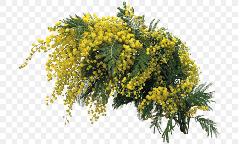 Mimosa Flower, PNG, 699x497px, Mimosa, Adobe Premiere Pro, Branch, Flower, Mimosa Salad Download Free