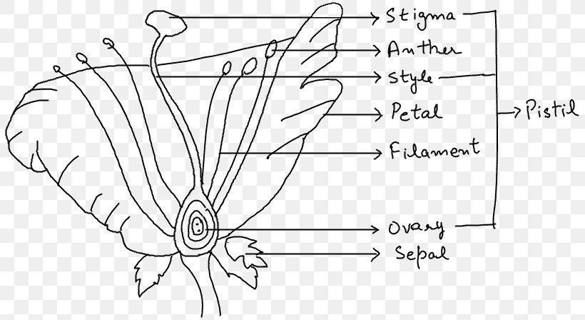 Organism Reproduction Diagram Biology Plant Stem, PNG, 811x448px, Watercolor, Cartoon, Flower, Frame, Heart Download Free