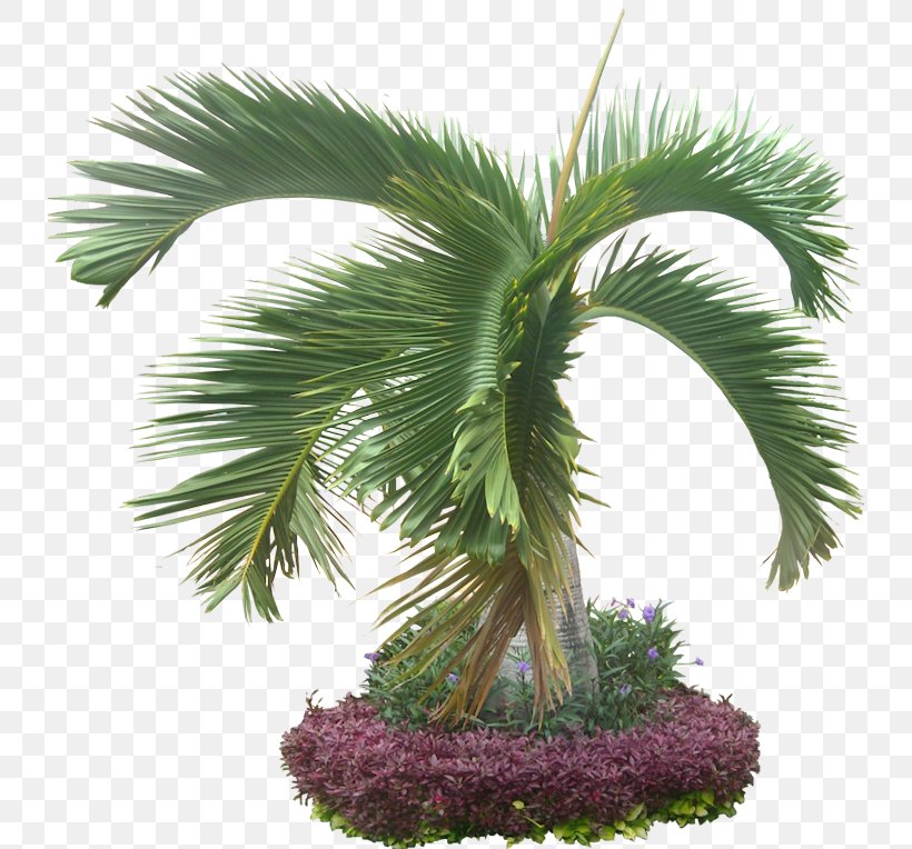 Arecaceae Hyophorbe Lagenicaulis Texture Mapping Plant, PNG, 734x764px, 3d Computer Graphics, Arecaceae, Android, Areca Palm, Arecales Download Free