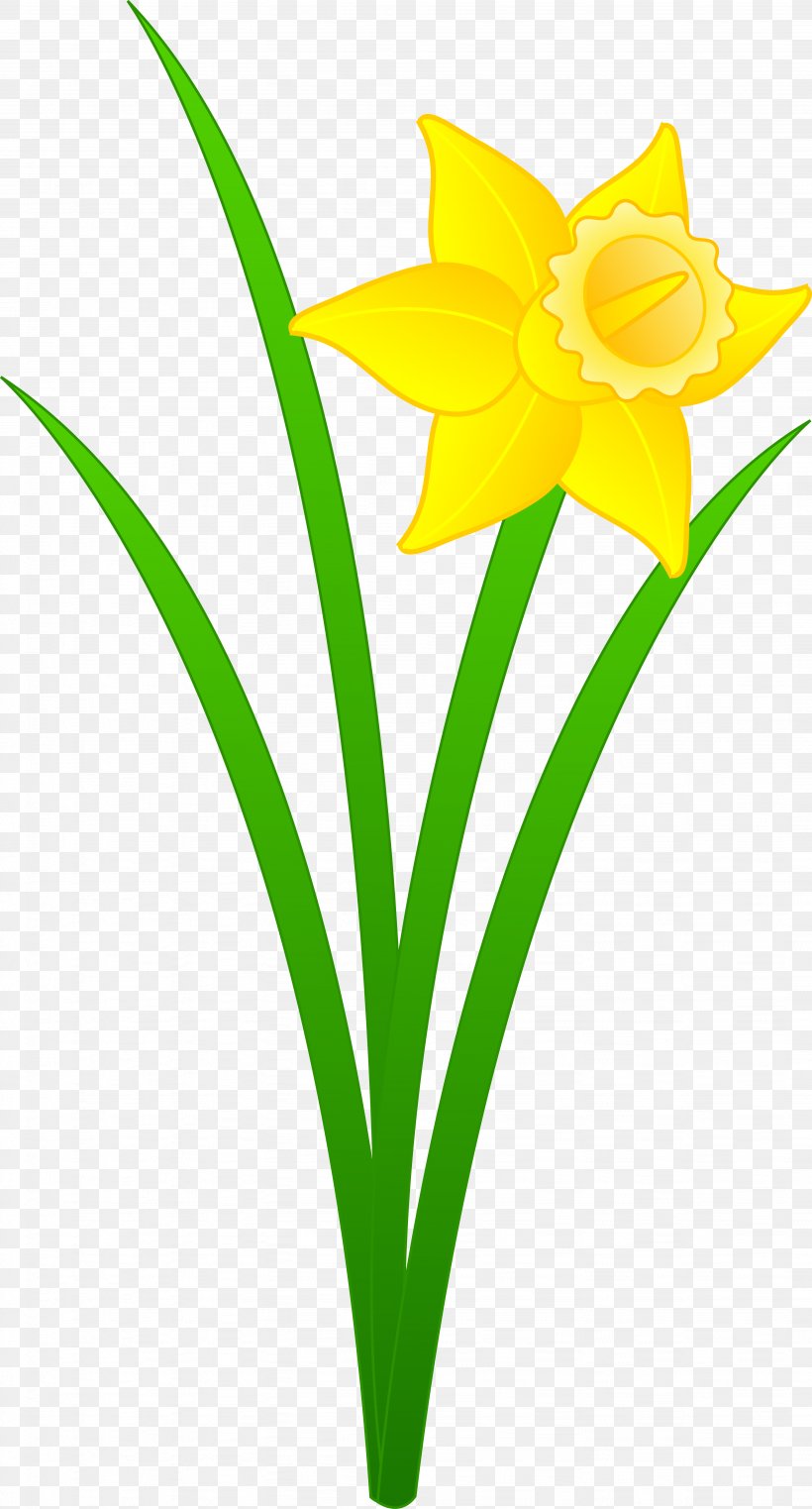 Daffodil Free Content Clip Art, PNG, 3891x7231px, Daffodil, Amaryllis Family, Blog, Cartoon, Cut Flowers Download Free