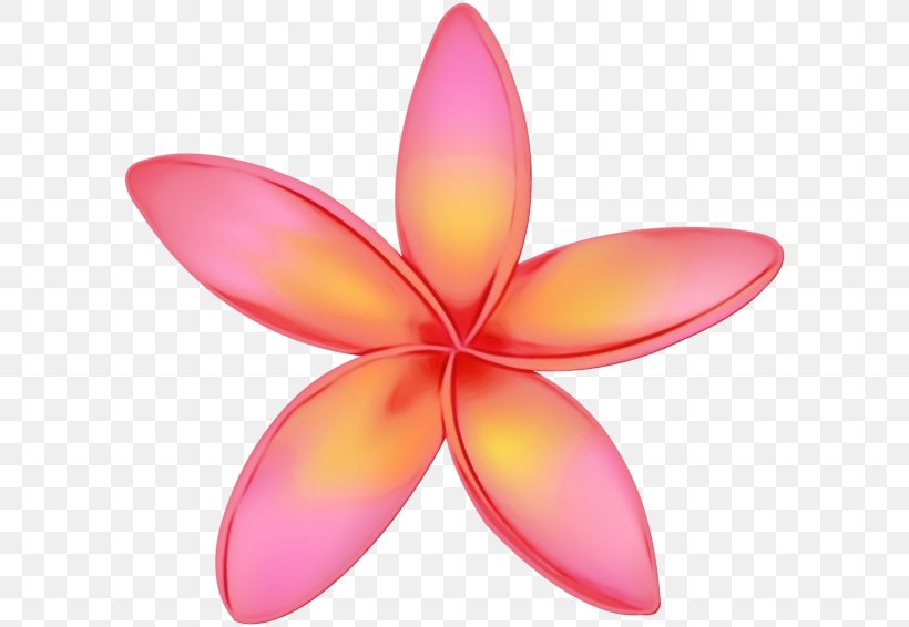 Petal Frangipani Pink Flower Plant, PNG, 600x566px, Watercolor, Flower, Frangipani, Lotus Family, Magenta Download Free