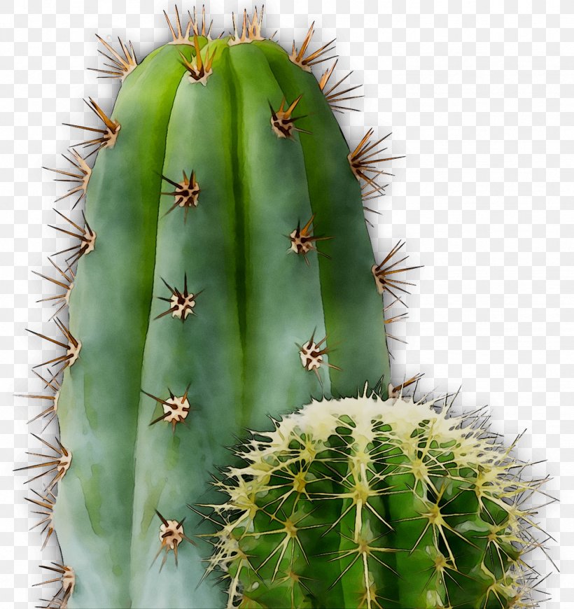 San Pedro Cactus Barbary Fig Eastern Prickly Pear Triangle Cactus, PNG, 1452x1541px, San Pedro Cactus, Acanthocereus, Acanthocereus Tetragonus, Adaptation, Barbary Fig Download Free