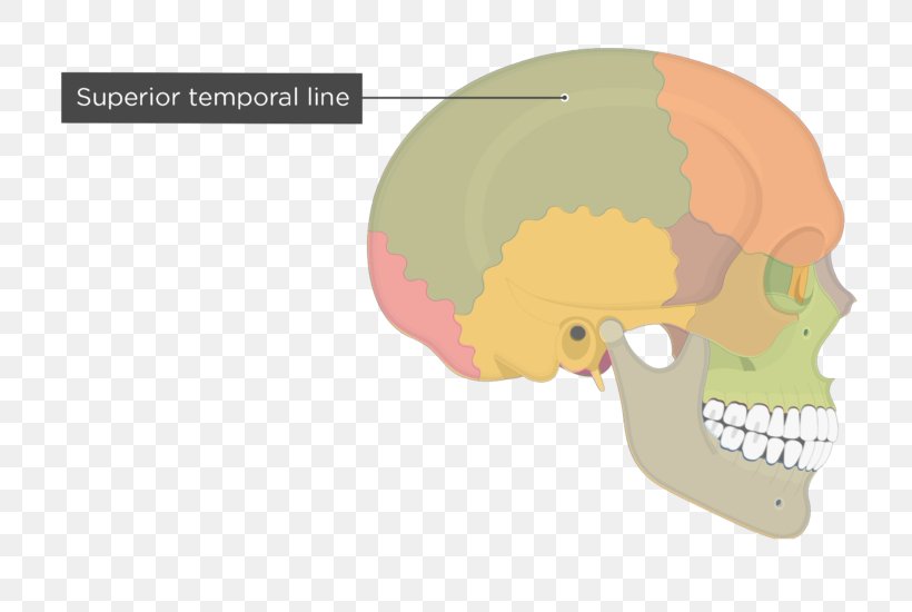 Temporal Line Parietal Bone Skull Temporal Bone Zygomatic Bone, PNG, 745x550px, Watercolor, Cartoon, Flower, Frame, Heart Download Free
