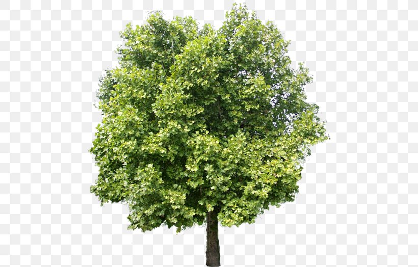 Tree Adobe Photoshop Elements, PNG, 479x524px, Tree, Adobe Photoshop Elements, Adobe Photoshop Express, Adobe Systems, Branch Download Free