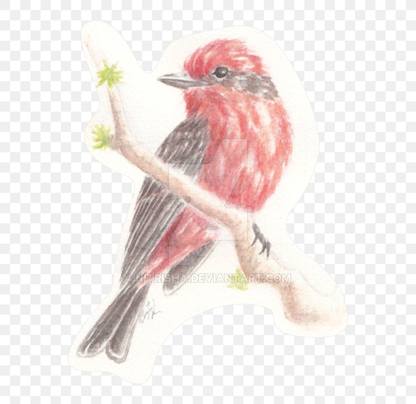 Bird Cartoon, PNG, 800x796px, Drawing, American Rosefinches, Beak, Bird, Canary Download Free