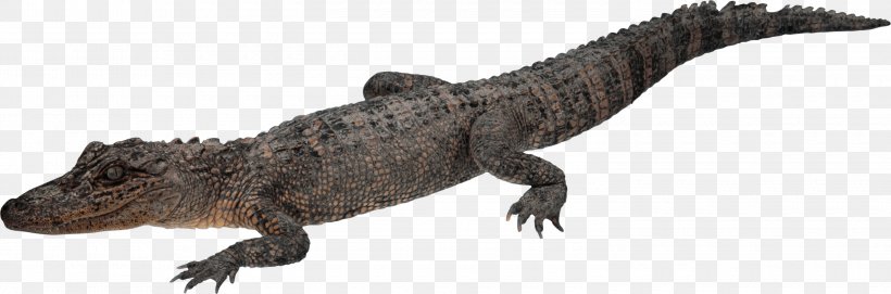 Crocodiles Alligator, PNG, 3000x994px, Crocodile, Alligator, Amphibian, Animal Figure, Chinese Alligator Download Free