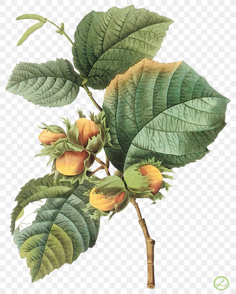 Filbert Hazelnut Botany Botanical Illustration, PNG, 1400x1740px, Filbert, Botanical Illustration, Botany, Branch, Cabbage Rose Download Free
