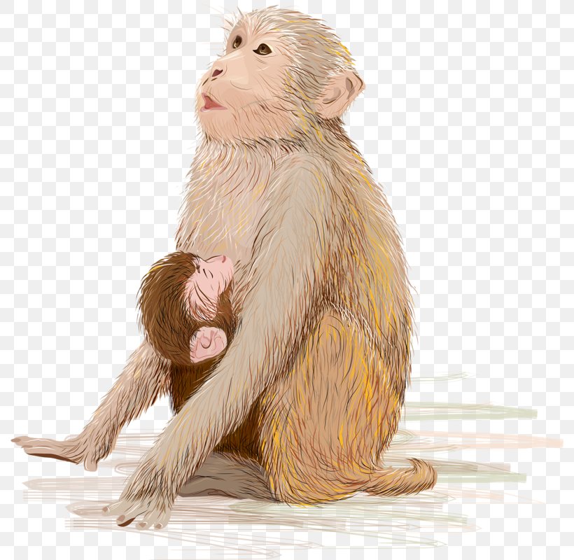 Infant Monkey Breastfeeding Stock Photography Illustration, PNG, 791x800px, Infant, Baby Bottle, Breastfeeding, Child, Drawing Download Free