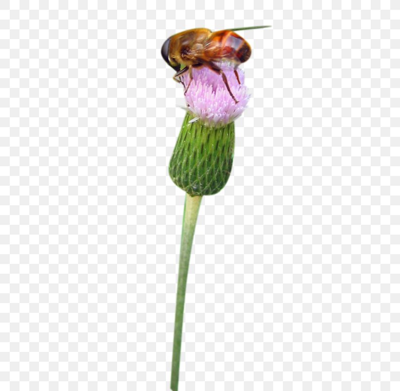 Milk Jellyfish On The Bee Picture Material, PNG, 800x800px, Milk Thistle, Astalikardu, Bud, Flower, Petal Download Free