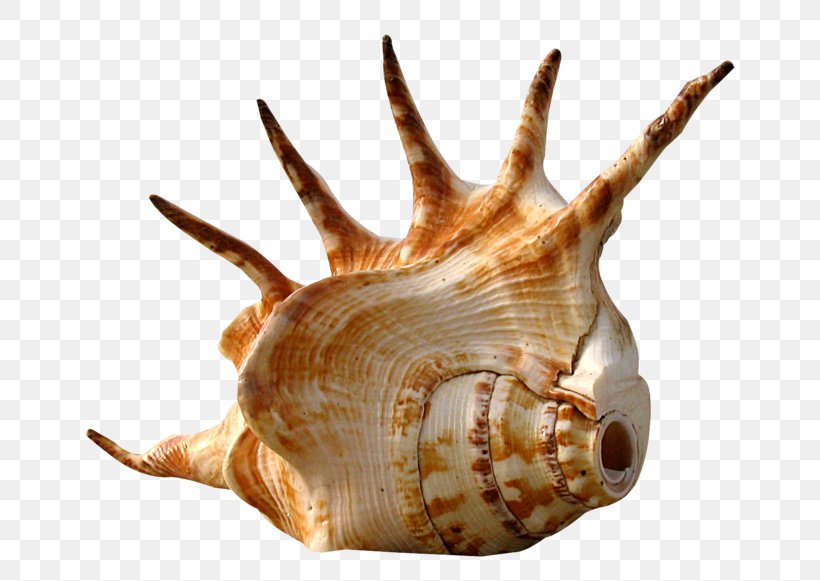 Seashell Conch Snail Shellcraft, PNG, 699x581px, Seashell, Beach, Coast, Conch, Invertebrate Download Free