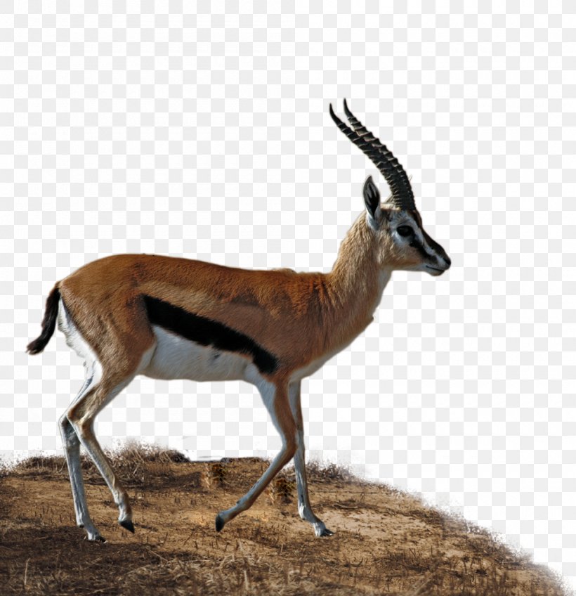 Antelope Deadly Donuts Musk Deer Impala Gazelle, PNG, 1000x1035px, Antelope, Cliona Hagan, Country Music, Cow Goat Family, Deadly Donuts Download Free