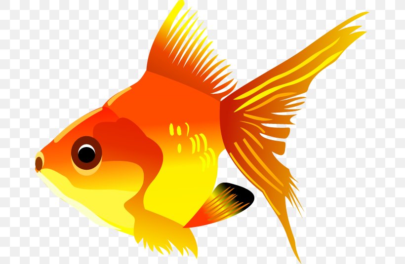 Carassius Auratus Fish Clip Art, PNG, 677x535px, Carassius Auratus, Beak, Bony Fish, Fauna, Fish Download Free