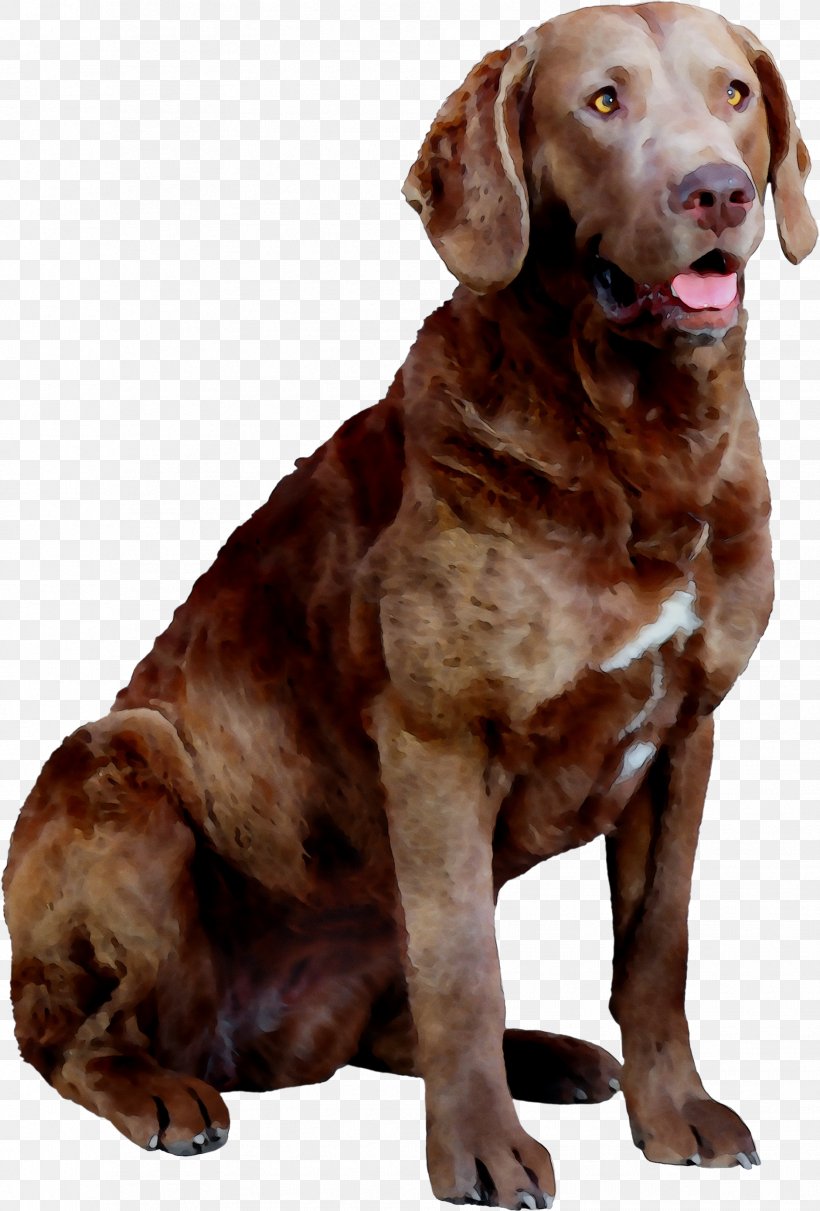 Chesapeake Bay Retriever Labrador Retriever Dog Breed Hunting Dog Companion Dog, PNG, 1881x2778px, Chesapeake Bay Retriever, Breed, Canidae, Carnivore, Chesapeake Bay Download Free