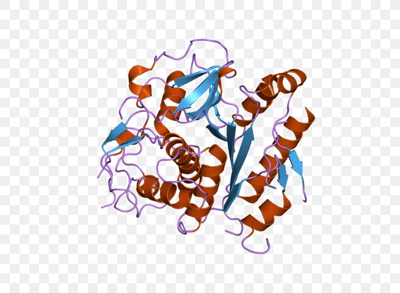 Cysteine Protease Enzyme Bromelain, PNG, 800x600px, Protease, Aminopeptidase, Autophagin, Bromelain, Cysteine Download Free