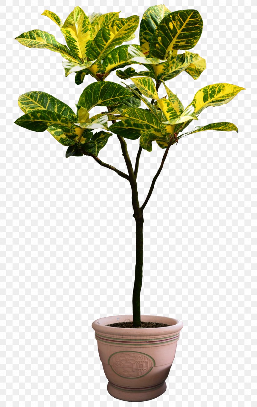 Houseplant Tree Flowerpot, PNG, 960x1520px, Plant, Branch, Dracaena, Evergreen, Flower Download Free