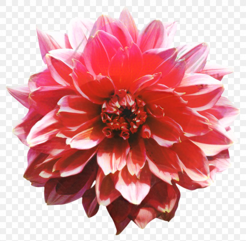 Red Watercolor Flowers, PNG, 1024x1004px, Dahlia, Artificial Flower, Cut Flowers, Daisy Family, Drawing Download Free