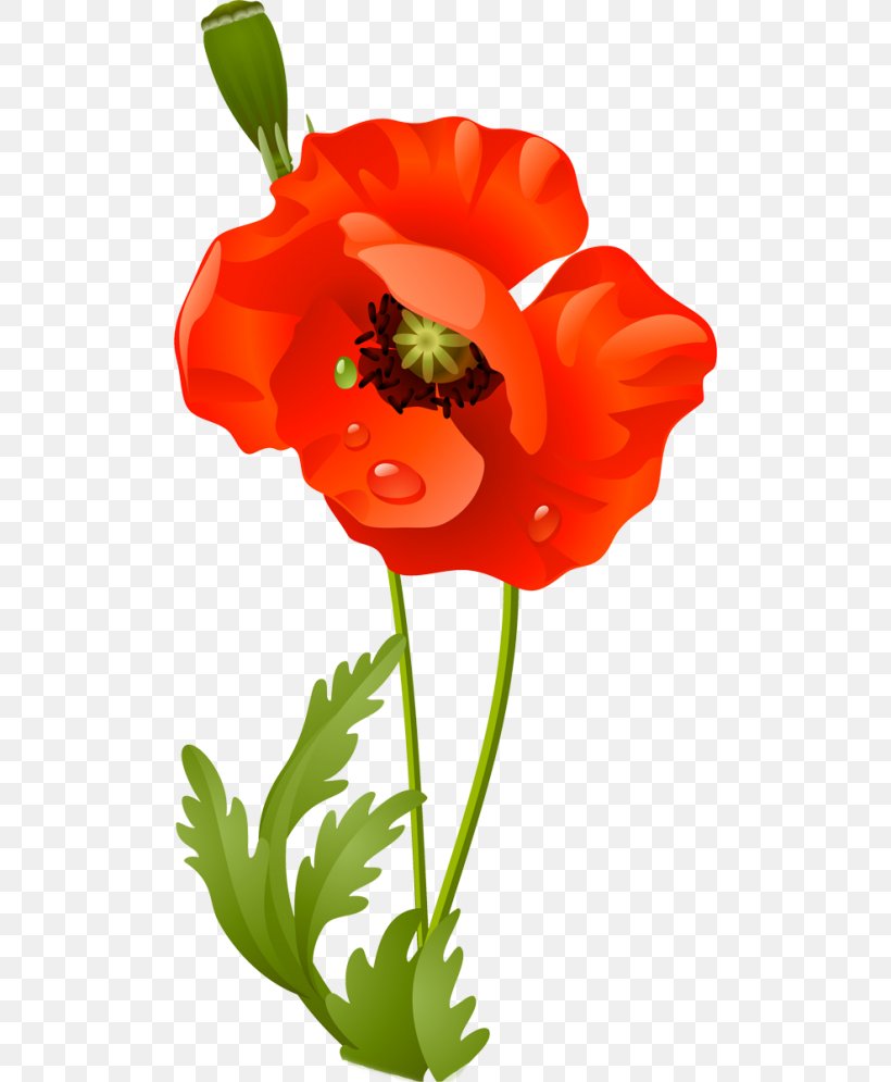 Remembrance Poppy Clip Art, PNG, 500x995px, Poppy, Armistice Day, Common Poppy, Coquelicot, Drawing Download Free