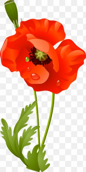 Remembrance Poppy Drawing Flower Clip Art, PNG, 709x711px, Poppy ...