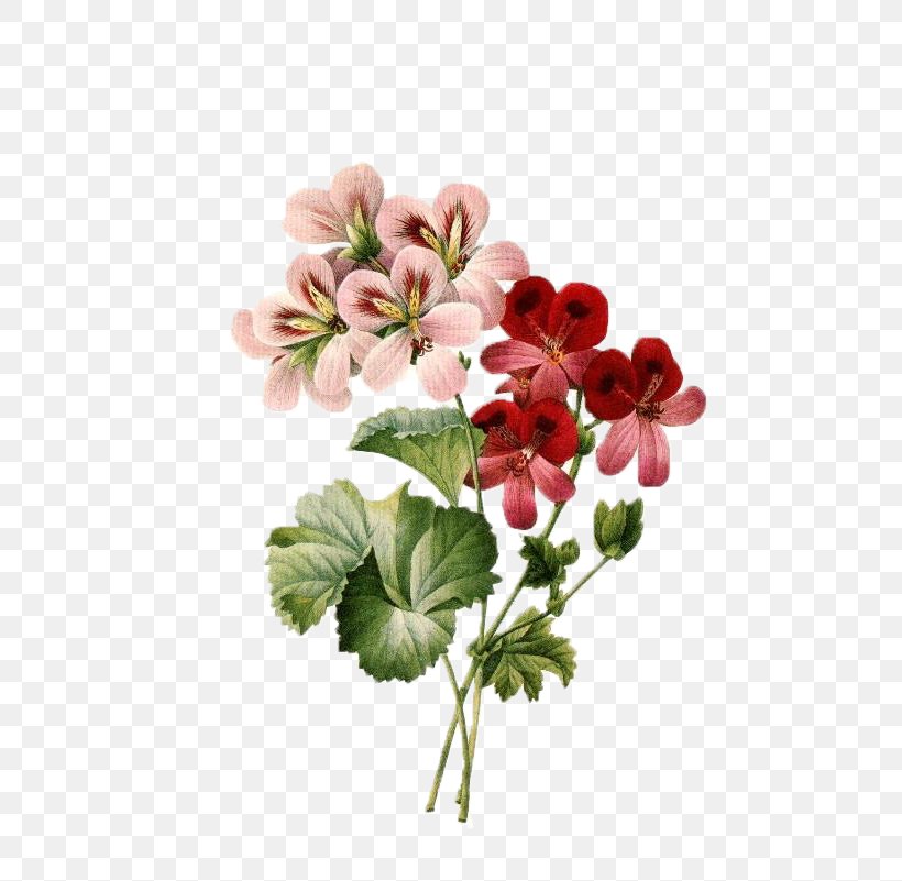Flower Bouquet Vintage Clothing Floral Design Clip Art, PNG, 525x801px, Flower, Antique, Blossom, Botanical Illustration, Color Download Free