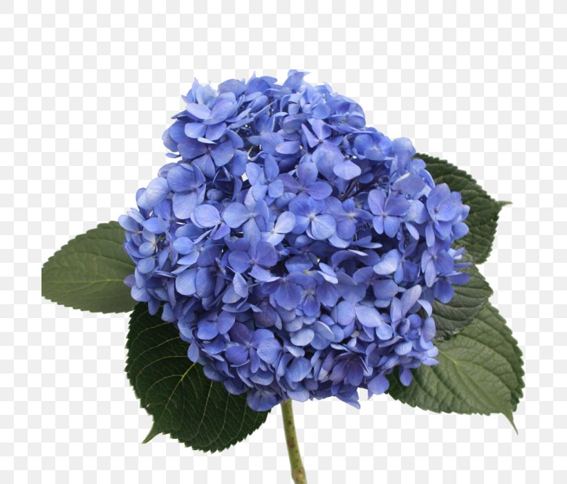 French Hydrangea Shocking Blue Flower Purple, PNG, 700x700px, French Hydrangea, Annual Plant, At Home, Blue, Cornales Download Free