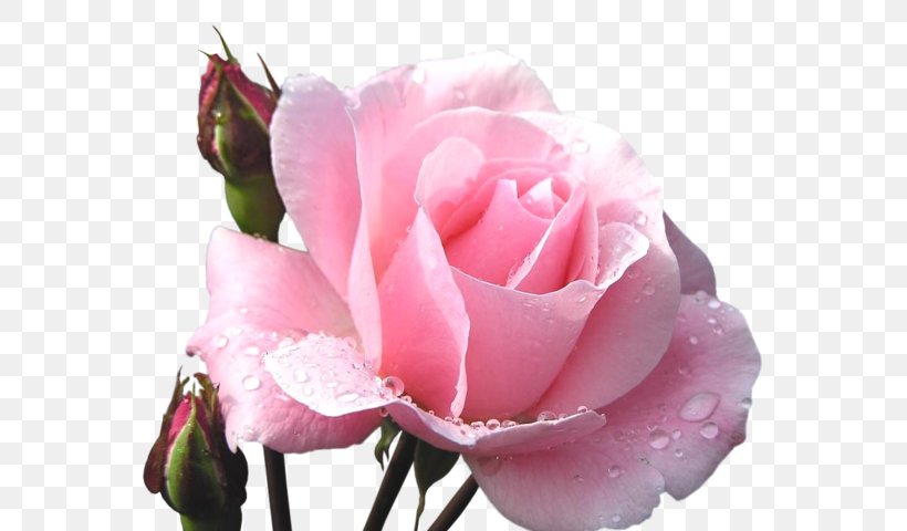 Rose Funeral Home Flower Obituary Cemetery, PNG, 600x480px, Rose ...