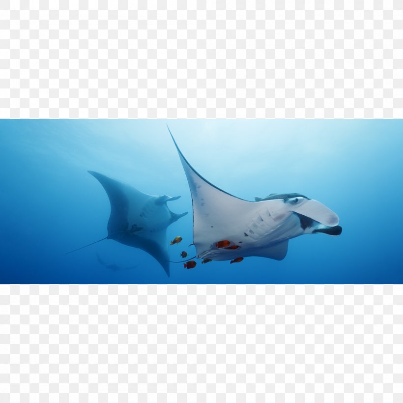 Shark Marine Mammal Dolphin Porpoise Marine Biology, PNG, 1000x1000px, Shark, Animal, Biology, Cartilage, Cartilaginous Fish Download Free