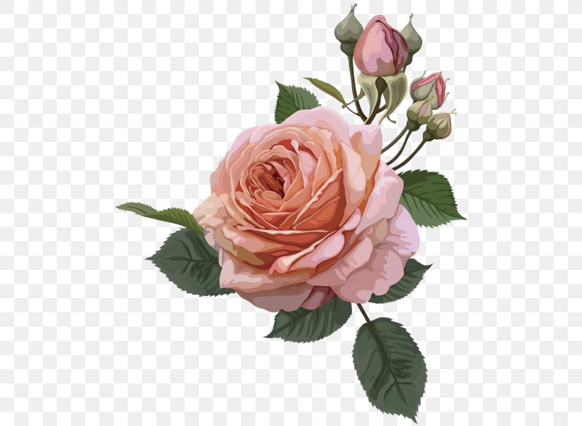 Still Life: Pink Roses Vintage Roses: Beautiful Varieties For Home And Garden Clip Art, PNG, 498x600px, Still Life Pink Roses, Cut Flowers, Floral Design, Floribunda, Floristry Download Free