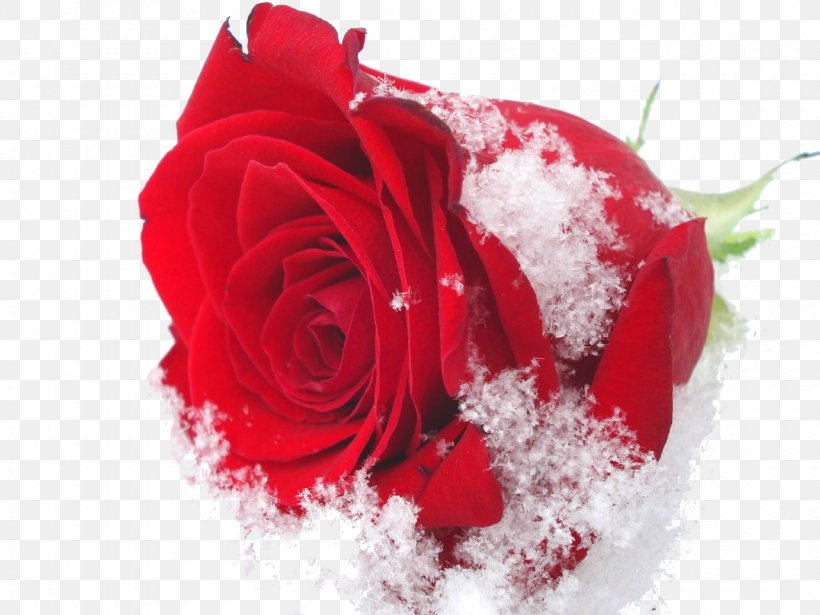 Damask Rose Flower Roses In The Snow Rose Oil Winter, PNG, 1280x960px, Damask Rose, Blue, Carnation, Color, Cut Flowers Download Free