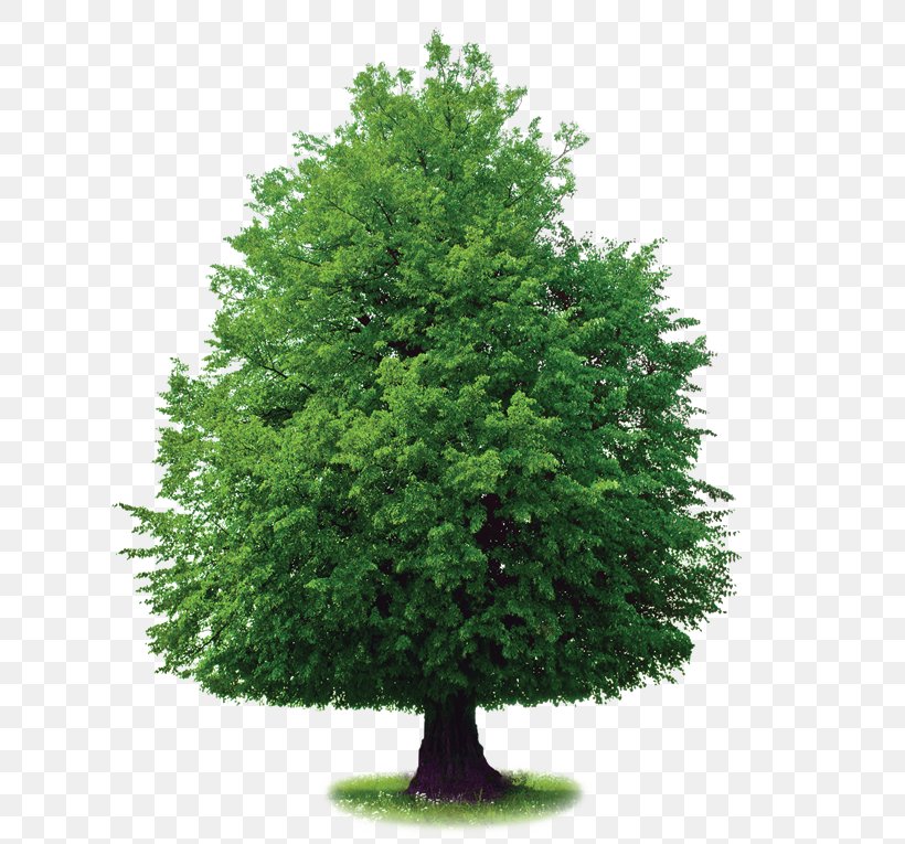 Royalty-free Stock Photography Tree Clip Art Image, PNG, 635x765px, Royaltyfree, American Larch, Balsam Fir, Cypress Family, Depositphotos Download Free
