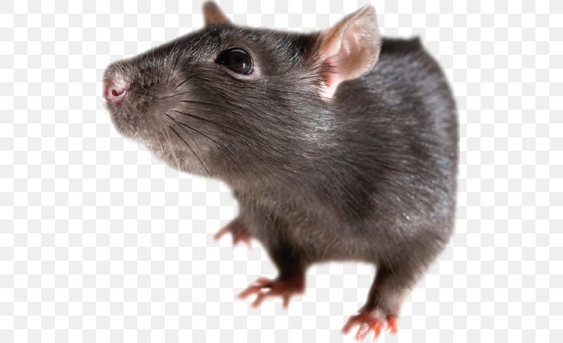 Brown Rat Mouse Rodent Black Rat Clip Art, PNG, 521x500px, Brown Rat, Black Rat, Dormouse, Fauna, Fur Download Free