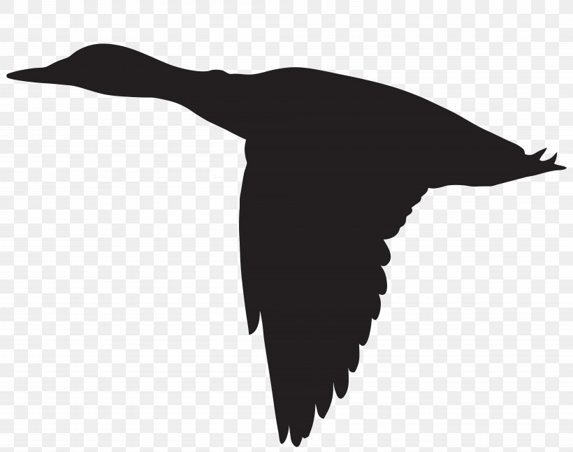 Duck Flight Goose Mallard Bird, PNG, 8000x6316px, Duck, American Black Duck, Beak, Bird, Black And White Download Free