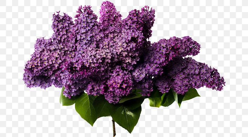 Flower Bouquet Lilac Cut Flowers Wedding, PNG, 673x453px, Flower Bouquet, Branch, Common Lilac, Cut Flowers, Floral Design Download Free