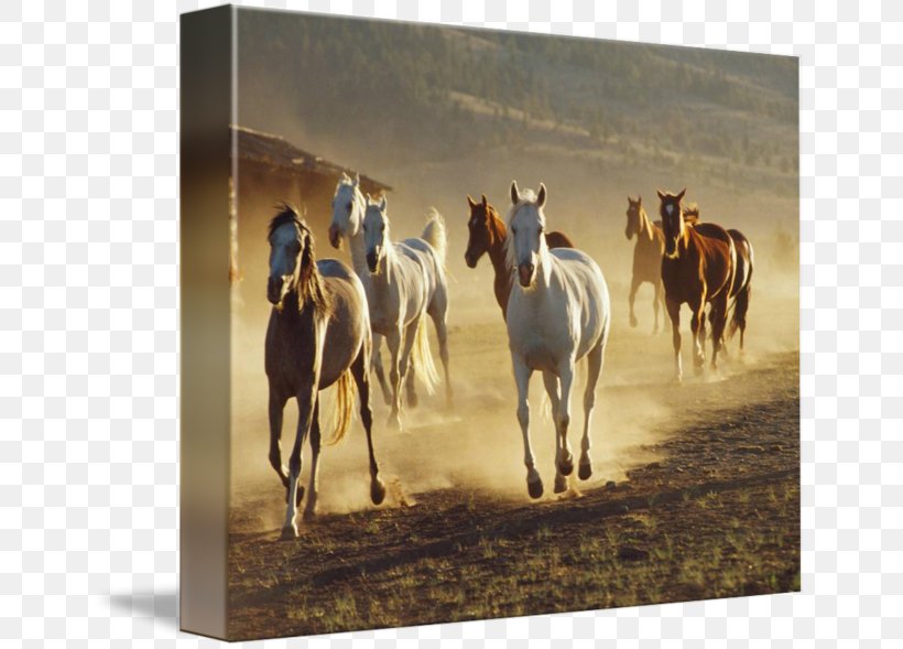 Mustang Stallion Mare Western Riding Pack Animal, PNG, 650x589px, Mustang, Bridle, Equestrian, Horse, Horse Like Mammal Download Free