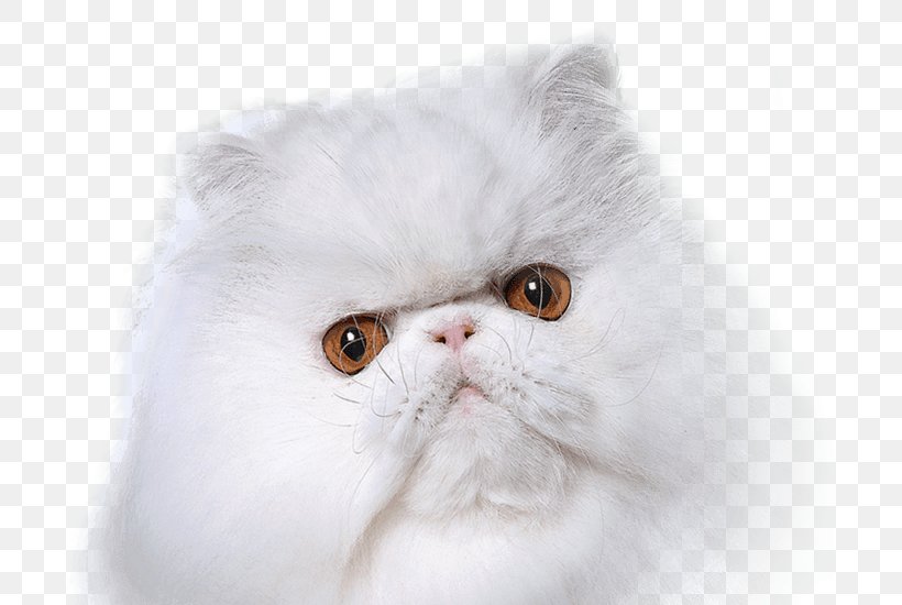 Whiskers British Semi-longhair Domestic Short-haired Cat Fur Shampoo, PNG, 700x550px, Whiskers, British Semi Longhair, British Semilonghair, Carnivoran, Cat Download Free