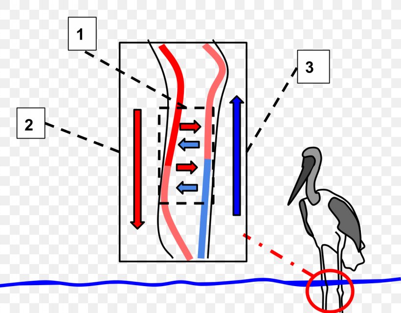 Bird Countercurrent Exchange Circulatory System Beak Thermoregulation, PNG, 1280x1000px, Watercolor, Cartoon, Flower, Frame, Heart Download Free