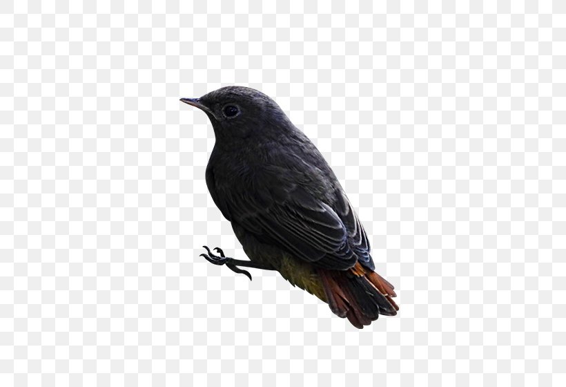 Bird Finch American Crow, PNG, 560x560px, Bird, American Crow, American Sparrows, Beak, Blackbird Download Free