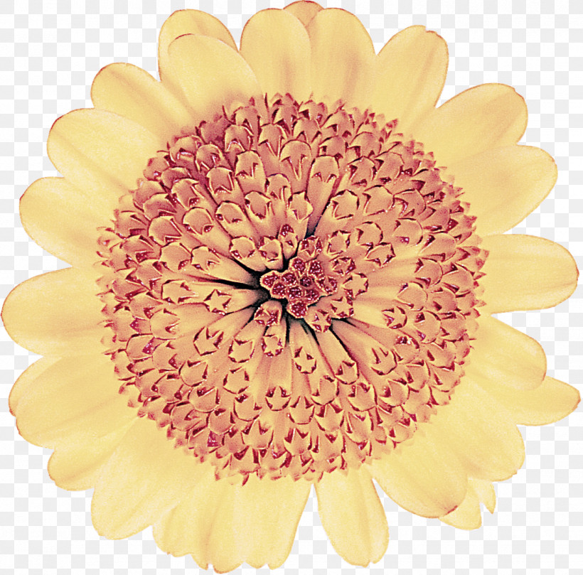 Gerbera Flower Yellow Petal Cut Flowers, PNG, 1134x1120px, Gerbera, Barberton Daisy, Cut Flowers, Flower, Petal Download Free