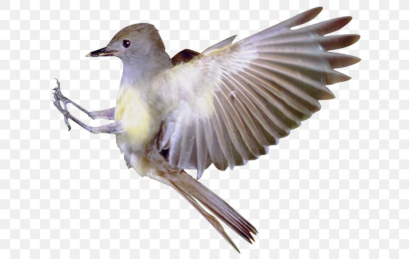 Hummingbird Flight Eurasian Magpie, PNG, 662x520px, Bird, Animal, Beak, Bird Flight, Cuculiformes Download Free