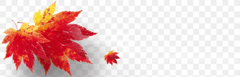 Maple Leaf Download, PNG, 984x318px, Maple Leaf, Autumn, Computer, Copyright, Flower Download Free