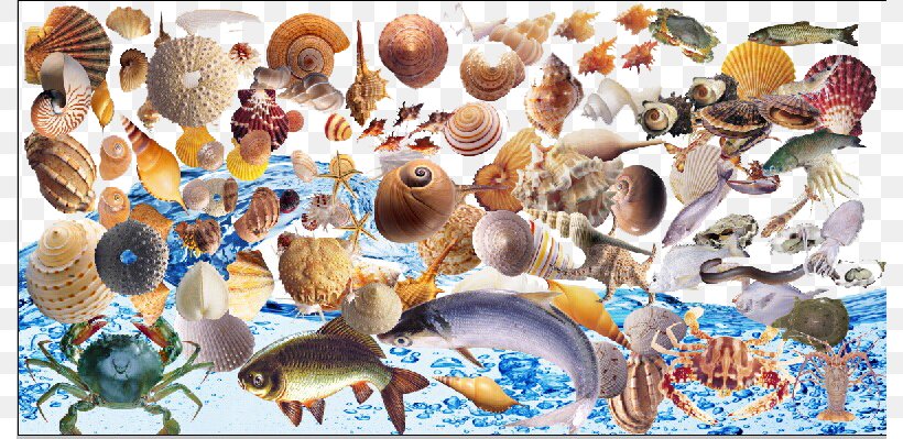 Seashell Crab Sea Snail Viviparidae, PNG, 790x399px, Seashell, Conch, Crab, Fish, Invertebrate Download Free