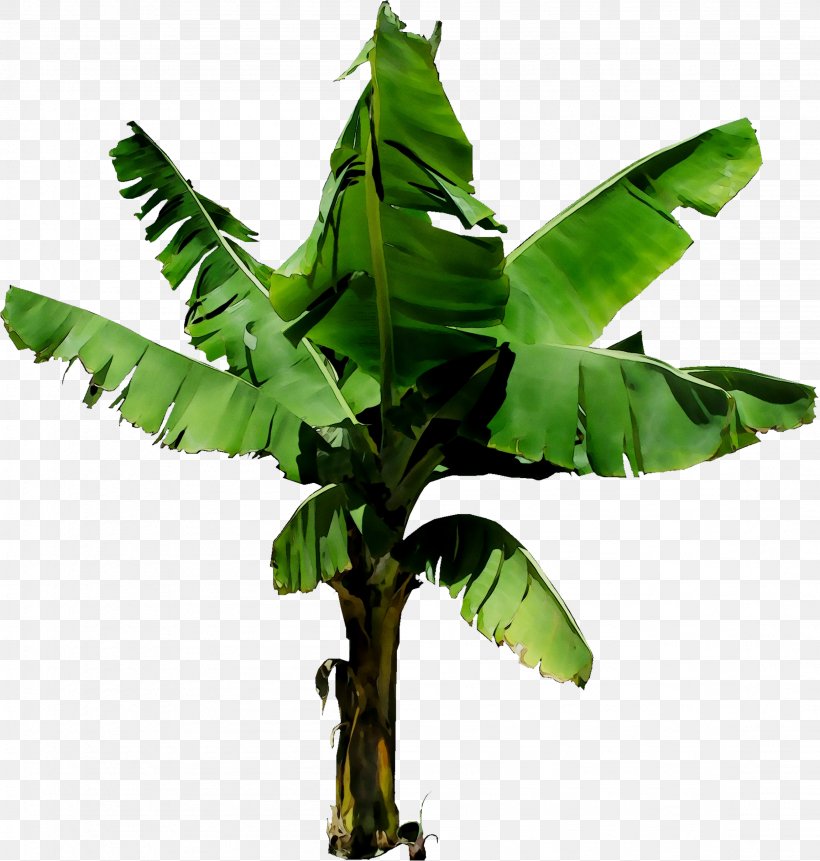 Tree Plant Stem, PNG, 2303x2419px, Tree, Banana Family, Banana Leaf, Fern, Flower Download Free