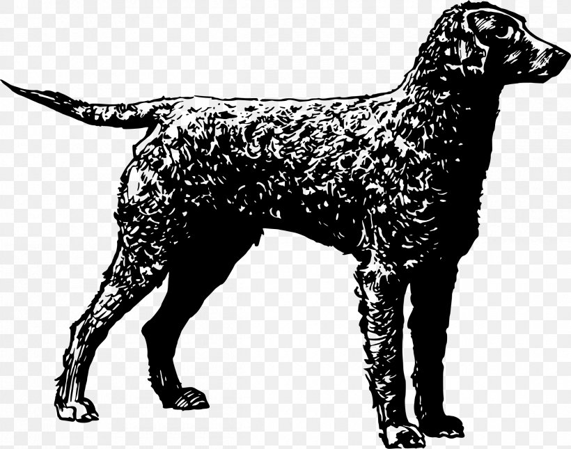 Flat-Coated Retriever Dog Breed Curly-Coated Retriever American Water Spaniel Irish Water Spaniel, PNG, 2400x1890px, Flatcoated Retriever, American Water Spaniel, Barbet Dog, Black And White, Carnivoran Download Free