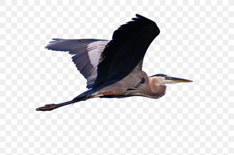 Great Blue Heron Grey Heron Bird Cormorant Illustration, PNG, 900x600px, Great Blue Heron, Ardea, Beak, Bird, Cormorant Download Free