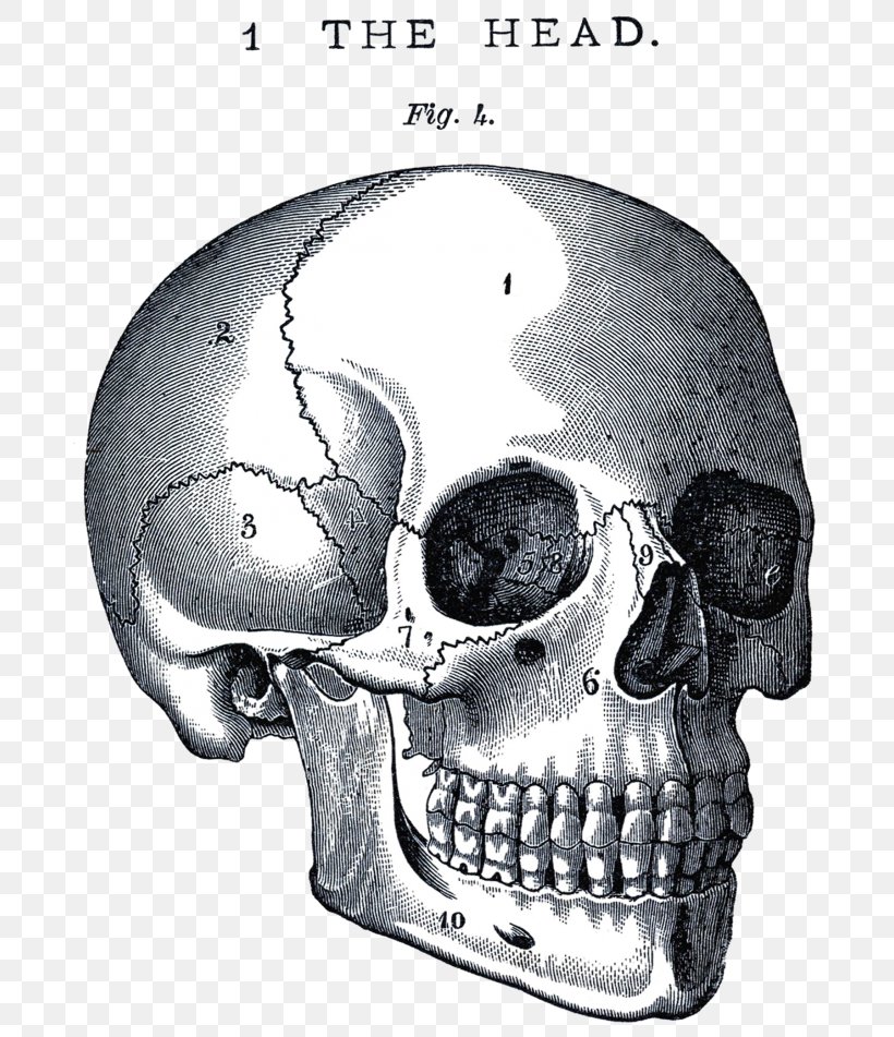 Human Skull Drawing, PNG, 700x951px, Science Book, Anatomy, Author, Bone, Book Download Free
