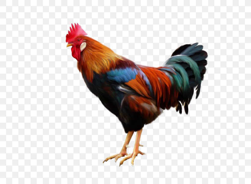 Rooster Chicken Poultry Color, PNG, 600x600px, Rooster, Beak, Bird, Chicken, Color Download Free